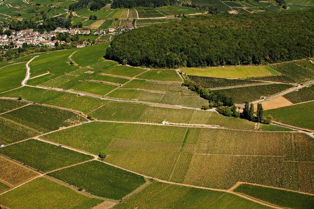 En av de beste hvitvinene fra Burgund på septemberslippet kommer fra grand cru-vinmarken Corton-Charlemagne på Corton-høyden midt i Burgund.