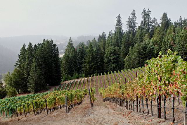 Vinmarkene i Sonoma ligger høyt oppe over Stillehavet og byr på kjøligere temperaturer. Det gir delikate og raffinerte viner.