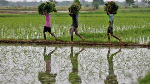 India, som står for 40 prosent av verdens riseksport, har innført eksportforbud og restriksjoner på rundt 80 prosent av eksporten. I Thailand oppfordres risbønder til å spare på vann og utsette risplanting på grunn av El Niño. Her fra risplanting utenfor Ahmedabad i India.