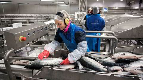 Marine Harvest er et av de norske selskapene som satser tungt i USA. Her slaktes og fileteres laks ved Marine Harvests anlegg på Eggesbønes på Bergsøya.