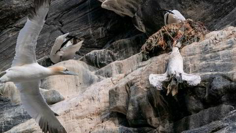 En død havsule henger i fiskegarn av plast på fuglefjellet på Runde. Statsminister Erna Solberg så denne fuglen fra båten på en tur rundt øya.