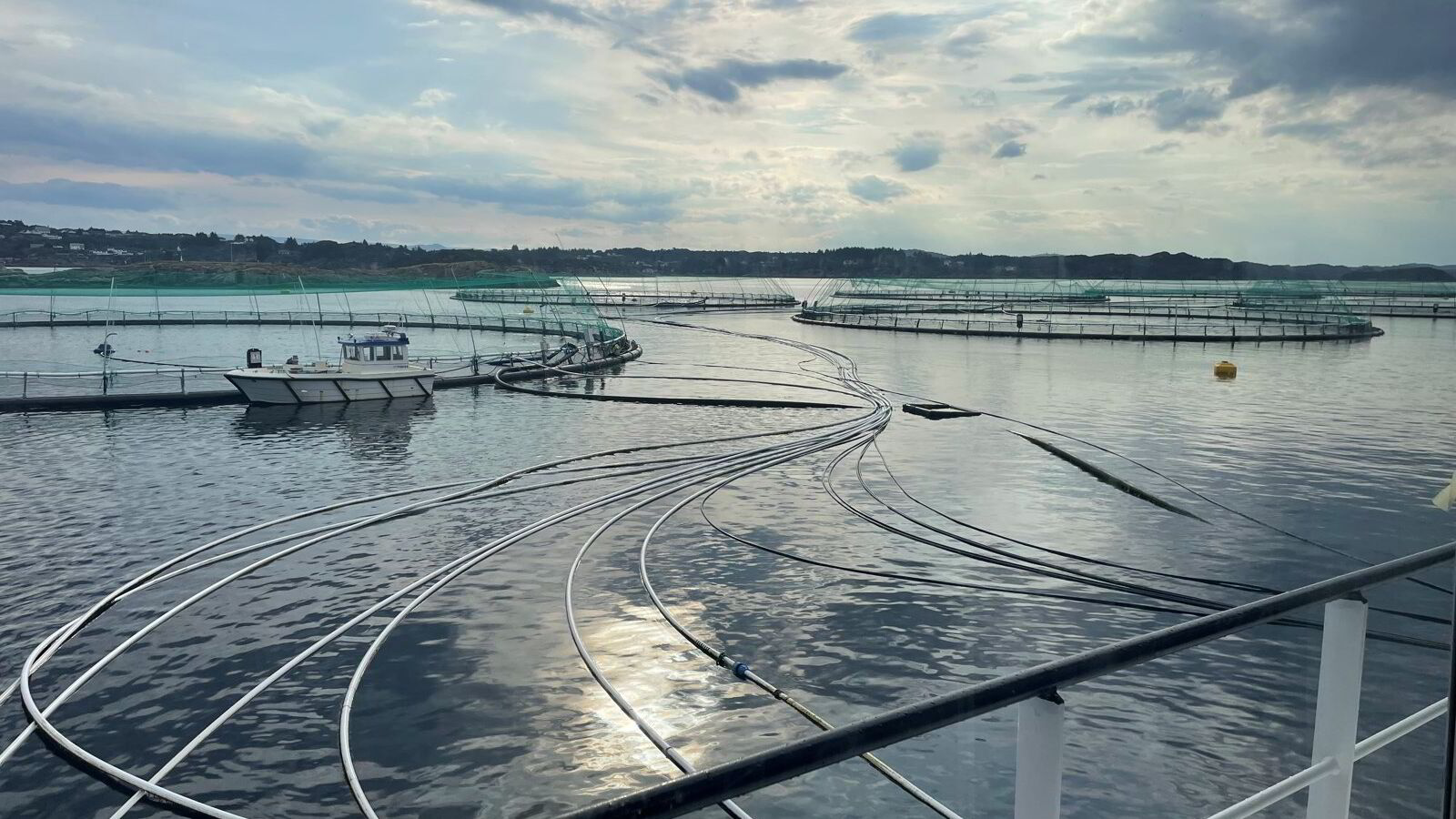 Mowi om lakseskatten: – Det er blitt dannet et veldig feil inntrykk