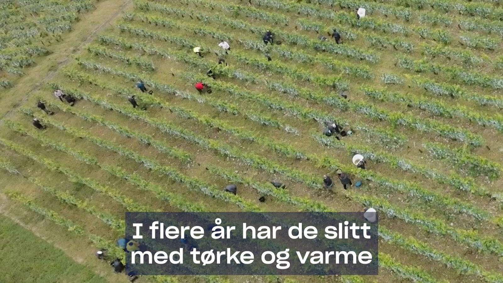 Dårlig Vinhøst 1