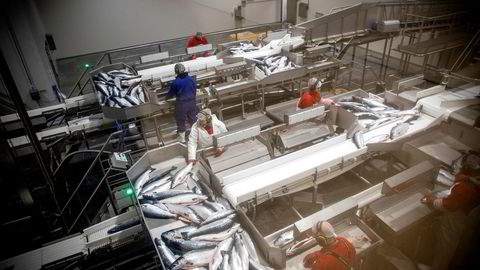 Her slakter og sorterer Hav Line laks i Hirtshals. Nå foreslår Mattilsynet etter instruks fra Nærings- og fiskeridepartementet, en forskriftsendring som vil stanse milliardprosjektet.