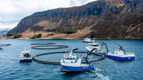 Norcod produserer torsk i merder i sjø, blant annet her i Næsna i Nordland. Selskapet er landets største torskeoppdretter.
