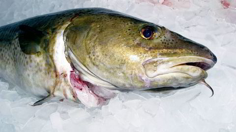 Forskere er bekymret over funn av plast i magen på norsk torsk.