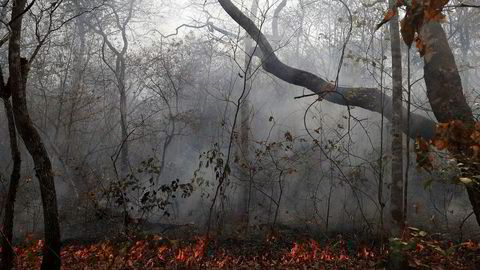 Massive skogbranner herjer i Amazonas i Brasil. Flammene har også spredt seg til Bolivia, hvor over én millioner hektar har brent ned.