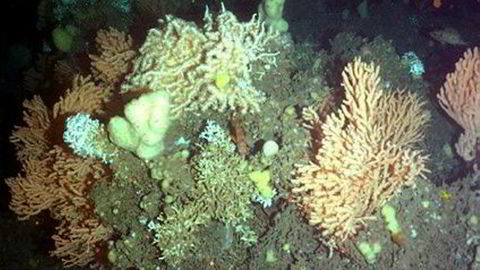 Korallrev på den norske havbunnen.