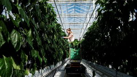 Bankinnskudd fra investeringsselskapet Nysnø er nå med på å finansiere Norges største gartneri, Miljøgartneriet på Jæren. Her steller Gabriela Iuciuc tomatplantene som skal vokse seg store utover våren.