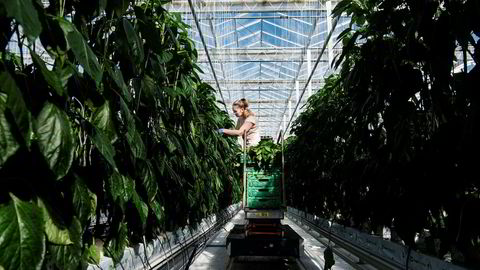 Bankinnskudd fra investeringsselskapet Nysnø er nå med på å finansiere Norges største gartneri, Miljøgartneriet på Jæren. Her steller Gabriela Iuciuc tomatplantene som skal vokse seg store utover våren.