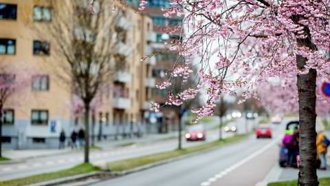 – Når kirsebærtrærne blomstrer og bjørka skyter fart har våren kommet for fullt, og vi nærmer oss en ny årstid, sier avdelingssjef Hans Olav Kvaal Hygen ved Meteorologisk institutt i Oslo. Her Oslo for et par dager siden.