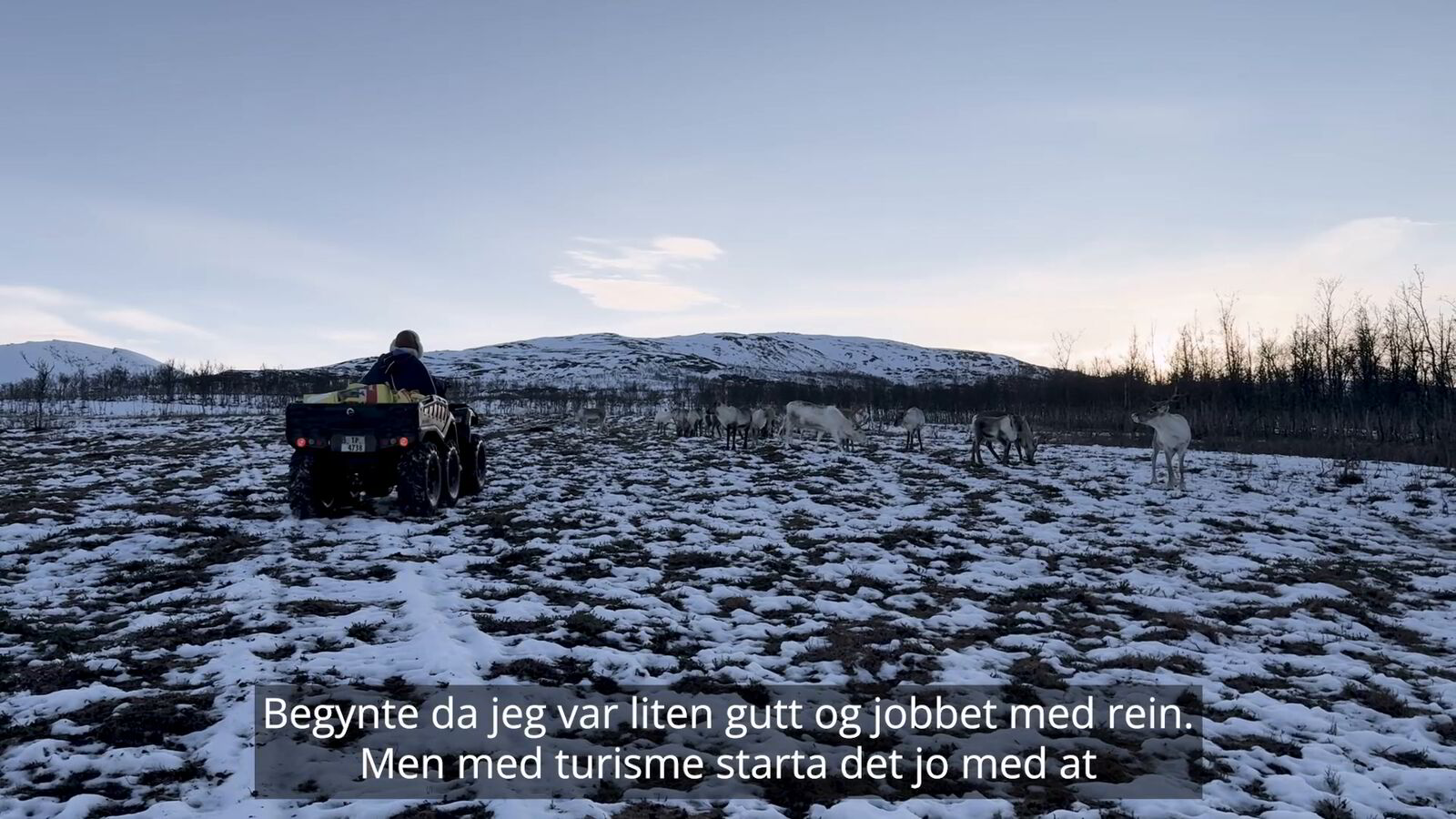 Her beiter trolig landets mest lønnsomme reinsdyr