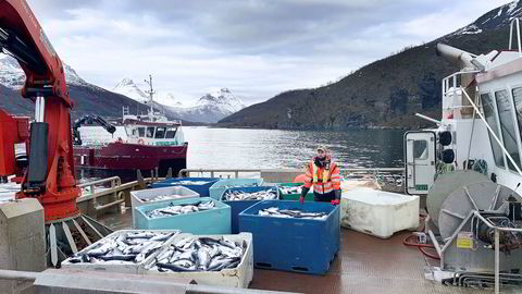 Kasse på kasse med død laks heises opp på kaia på landbasen til Northern Lights Salmon i Balteskard i Sør-Troms, etter at dødelige alger har tatt livet av flere hundre tusen laks.