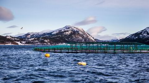 Lakseoppdrettere må betale 25 prosent i grunnrenteskatt, som kommer i tillegg til ordinær selskapsskatt på 22 prosent. Ekstraskatten gjelder kun i sjø, og for verdikjeden totalt ble det langt lavere nivåer i 2023.