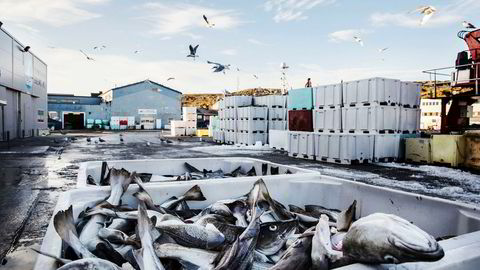 Det eksporteres trolig mer torsk enn det fiskerne rapporterer av fangst, viser ny rapport.
