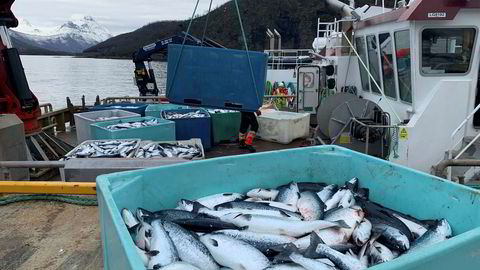 Grovfjord 20160212. Skadelig oppblomstring av algen Chrysochromulina leadbeateri (dødsalgen) har forårsaket laksedød i Nordland og Troms. Her fra anlegget Northern Lights Salmon hvor to millioner laks er døde. Totalt 4000 tonn. Foto: Elisabeth Balteskard / NTB scanpix