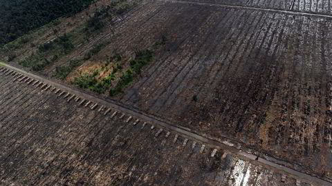 EU får kritikk for sin bruk av biodrivstoff. Bildet viser stabler med tømmer i ødelagt regnskog på Sumatra i Indonesia. Da bildet ble tatt for fire år siden forsvant det ifølge eksperter regnskog tilsvarende 300 fotballbaner i timen. Foto: Romeo Gacad/AFP Photo/NTB scanpix