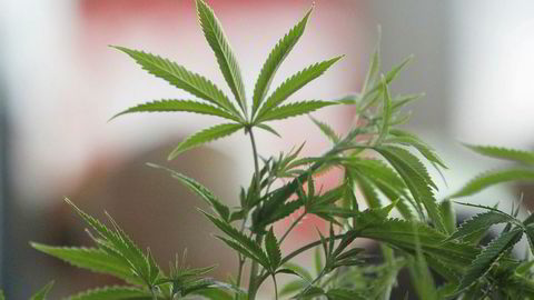 Cannabis ble legalisert for rekreasjonell bruk i Canada høsten 2018. I USA er det fortsatt forbudt på føderal basis, men noen stater, som Washington og California, har legalisert rusmiddelet.
