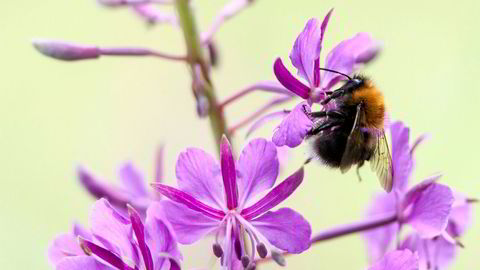 Forskere advarer om dramatisk utvikling for insekter verden rundt.