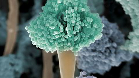 Den sykdomsfremkallende muggsoppen Aspergillus fumigatus er en muggsopp som har utviklet høy grad av resistens mot azoler, som er den viktigste klassen av medikamenter som brukes til å forebygge og behandle soppinfeksjoner hos mennesker og dyr. Bildet er tatt gjennom scanning-elektromikroskop. Bildet er forstørret opp 2000 ganger og tilsatt farge for å få frem strukturer og kontraster.