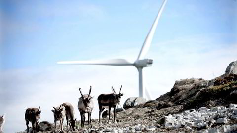Det kan være tvilsomt om reindriften på Fosen vil bestå etter at vindkraftutbyggingen er sluttført. Her fra Fakken Vindpark i Troms. Foto: Thomas Haugersveen