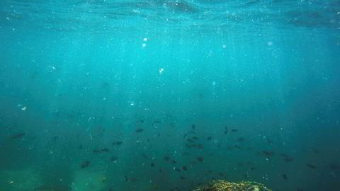 Korallrevene i Hawaii er truet både av kjemikalier og klimaendringer.