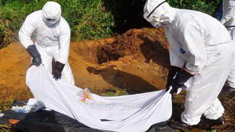 Ikke før nå, når ebola utgjør en trussel for vestlige land, har man satset på medikamentutvikling. Her begraves et offer ved utkanten av Monrovia i Liberia. Foto: Abbas Dulleh, AP/NTB Scanpix