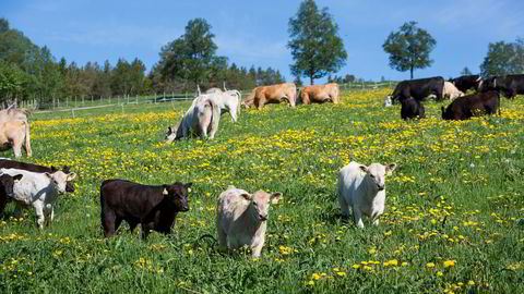 Norges Bondelag og staten ble enige om årets oppgjør på overtid søndag.  Illustrasjonsfoto: Ole Morten Melgård