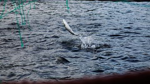 Innblanding av oppdrettslaks kan redusere villaksens genetiske tilpasning til sykdommer og andre lokale forhold i Nord-Norge Foto: Thomas T. Kleiven