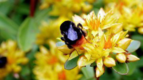 Omfattende insektsdød er en stadig større bekymring verden rundt.