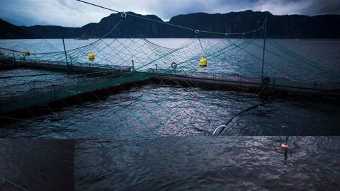 Et oppdrettsanlegg tilhørende Marine Harvest, Flekkefjord. Foto: Sondre Steen Holvik