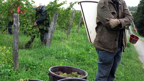 Fransk vinproduksjon, som her ved vingården Coulée de Serran i Savennières, rammes av dårlig vær. Her vinmakeren Nicolas Joly, som jobber ute i den biodynamiske vingården.