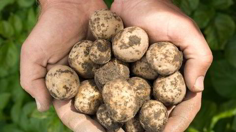 Tett i tett. Perlepotetene vokser tett sammen som perler på en snor. Nå vil trønderbønder konkurrere mot franske amandine-poteter.