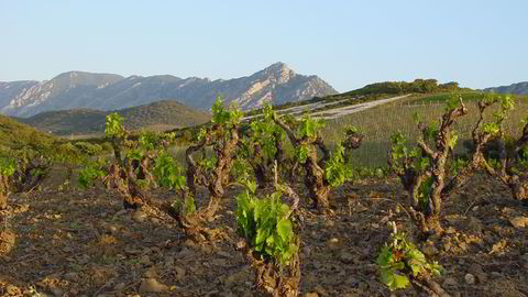 Mas Amiels gamle vinmarker befinner seg høyt over havet i Roussillon Foto: Produsenten