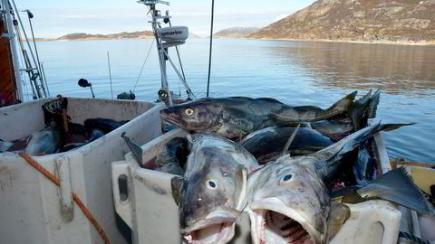 Dersom oppkjøpsavtale godkjennes og Lerøy velger å bruke mye av torsken som Havfisk fangster selv, vil konkurransen om den resterende torsken øke, skriver artikkelforfatteren. Foto: Rune Ytreberg