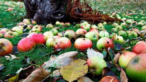 Sterk eplecider er populært produkt hos fruktbøndene i Hardanger. Foto: