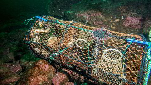Forskerne har kommet frem til at hele 14.500 teiner ble mistet under fjorårets hummerfiske. Disse teinene, som kalles spøkelsesteiner,  fanger hummer, krabber og fisk i årevis etter at de er mistet.