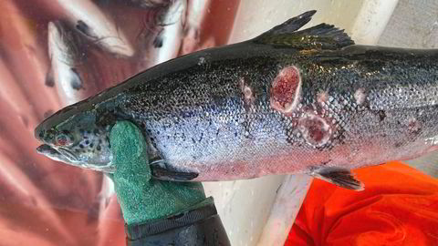 Dette er et eksempel på hvordan en såkalt produksjonsfisk kan se ut. Denne har skader etter angrep av perlesnormaneter. Fisken på bildet har ingen direkte tilknytning til saken.