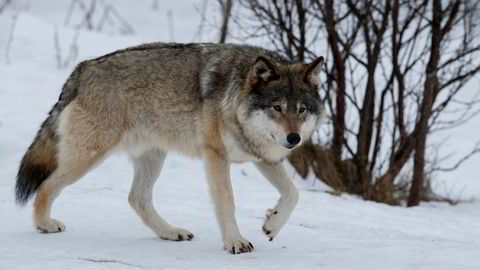 Rovviltnemndene åpner for felling av flere ulv på Østlandet i vinter.