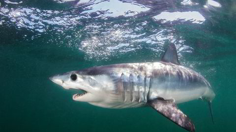 18 haiarter, deriblant makrellhaien, skal nå beskyttes mot kommersielt fiske.