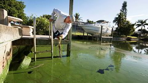 Fiskeguiden Chris Wittman i Captains for Clean Water undersøker giftige alger i en kanal i Cape Coral, Florida.
