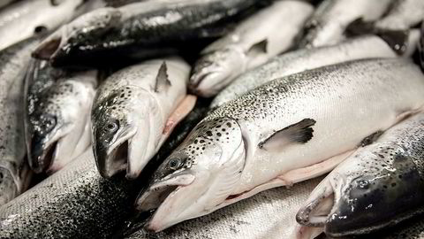 I midten av september hadde Fiskeridirektoratet mottatt 33 rapporter om rømningshendelser fra oppdrettere på om lag 280.000 laks og 2.000 regnbueørret.