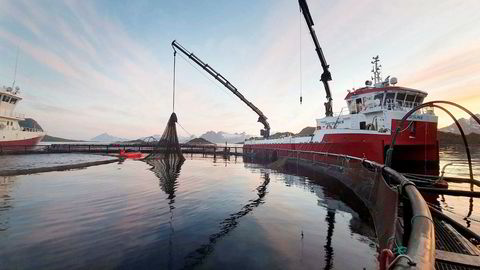 Arbeidere på Nordlaks sitt anlegg i Våtvika i Lofoten jobber døgnet rundt med å laste laks over på brønnbåten «Inter Nord», for å frakte 1,5 millioner laks med en salgsverdi på 400 millioner kroner vekk fra dødelige alger og i sikkerhet lenger nord i Lofoten.