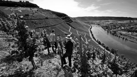 Maximin Herrenberg er en av Moseldalens bratteste vinmarker. Her vokser drueplanter fra 1896. Foto: Lowen
