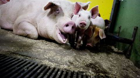 Danske svinebestander som er smittet av MRSA eksporteres til hele verden. Foto: