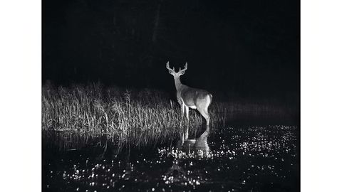 Foto: George Shiras, © National Geographic Creative Archives
