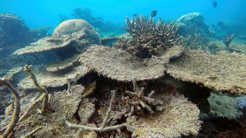 Verdens største og viktigste korallrev dør i foruroligende tempo. Bildet viser døde koraller i Zenith Reef, som utgjør nordre del av Great Barrier Reef i Australia.