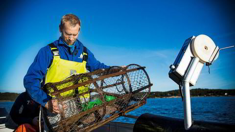 Hummerforsker Alf Ring Kleiven ved Havforskningsinstituttet anbefaler i en rapport nye og langt strengere regler for hummerfisket.