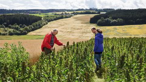 Nye tider. Erik Røhr har dyrket tradisjonelle grønnsaker og kornsorter på Heramb i mange år. Da datteren Marthe Røhr-Godø og svigersønnen Jardar Røhr-Godø tok over gården, ville de prøve noe helt nytt. Det synes Røhr er spennende