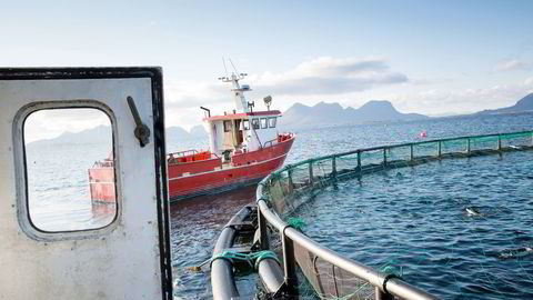 Kommunene kan tjene på mer fisk i oppdrettsanleggene. Foto: Ole Morten Melgård